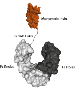 Fc (LALA-PG)-KIH (human):Irisin (monomeric) (rec.)