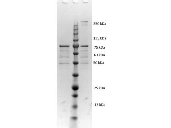 VlsE Control Protein