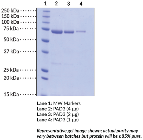 PAD3 (human, recombinant)