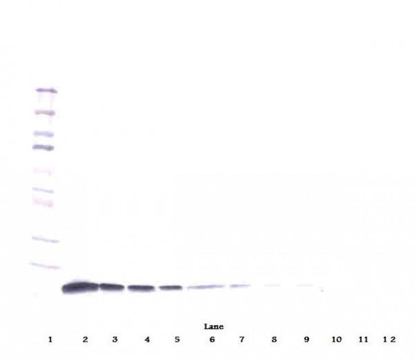 Anti-IL10, clone 2F4-11-1