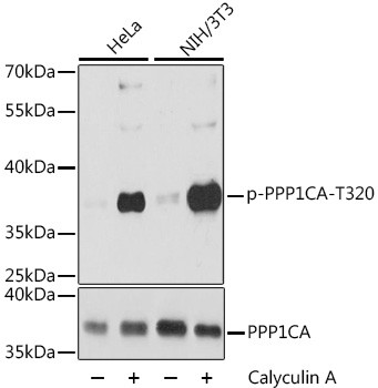 Anti-phospho-PPP1CA (Thr320)