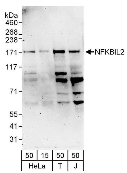 Anti-NFKBIL2