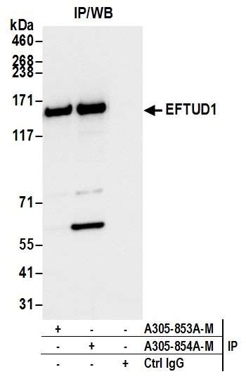 Anti-EFTUD1