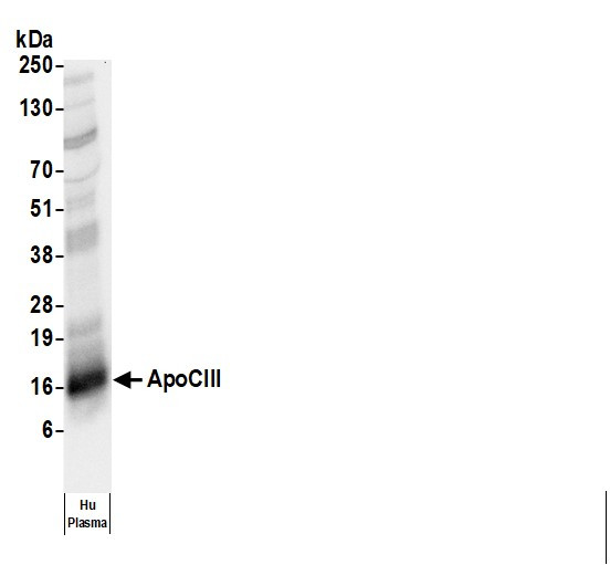 Anti-Human Apo CIII [A13]