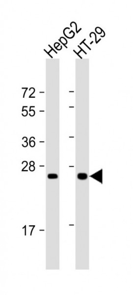 Anti-Glucagon, clone 329CT36.10.10
