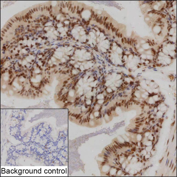 Anti-MRE11 (recombinant antibody)