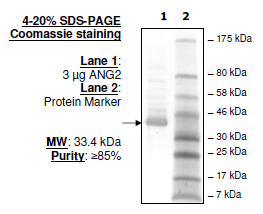 ANGPT2, human recombinant protein, Flag-tag