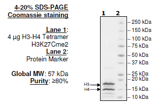Histone H3-H4 Tetramer H3K27cMe2