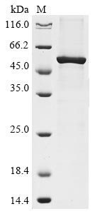 Aminopeptidase N (ANPEP), partial, human, recombinant