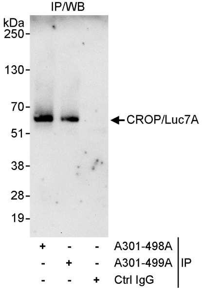 Anti-CROP/Luc7A