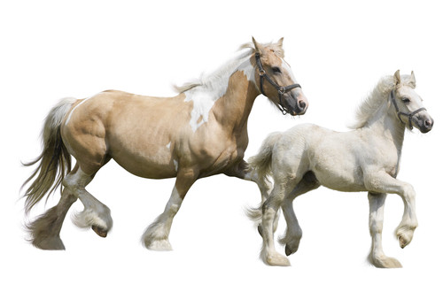 Horse Dopamine (DA) ELISA Kit