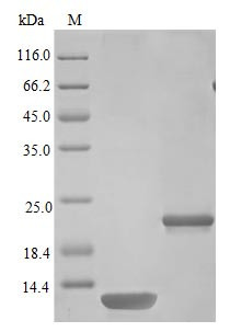Interleukin-5 protein (Il5) (Active), mouse, recombinant
