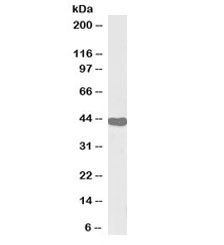 Anti-ILF2 Biotin Conjugate