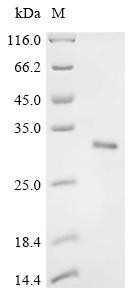 Collagen alpha-1 (XI) chain (Col11a1), partial, mouse, recombinant