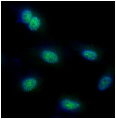 Anti-FUBP1, clone 14F5