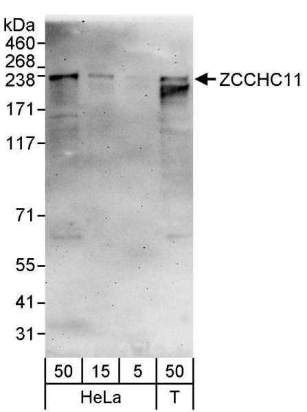 Anti-ZCCHC11