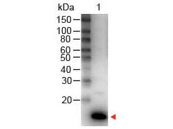 Anti-Interleukin-9 (IL-9), Peroxidase conjugated