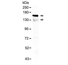 Anti-CD135 / Flt3
