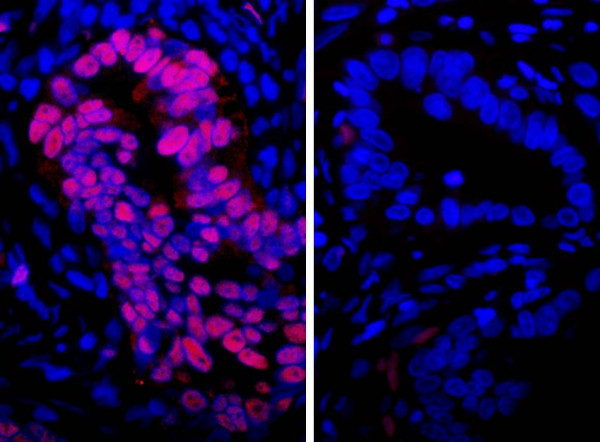 Anti-Rabbit IgG-heavy and light chain cross-adsorbed, DyLight(R) 594 conjugated