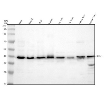 Anti-UBXN1 / UBX domain-containing protein 1