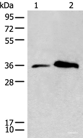 Anti-CD86