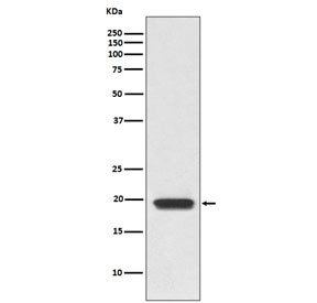Anti-CD3 delta / CD3D, clone IDE-3