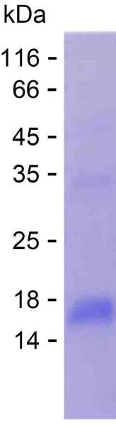 Recombinant Human CST9LP1 Protein