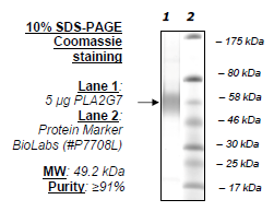 PLA2G7, human recombinant protein