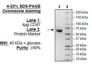 CD47, Fc fusion