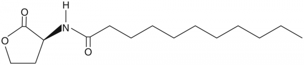 N-undecanoyl-L-Homoserine lactone