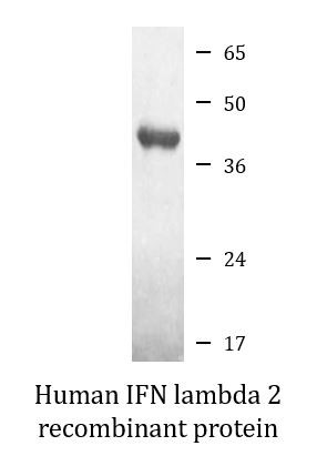 Human IFN lambda 2 recombinant protein (Active)