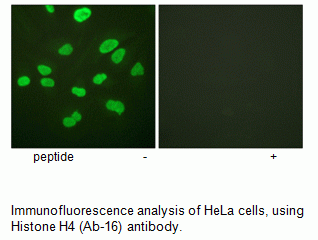 Anti-Histone H4 (Ab-16)