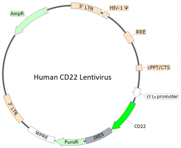 CD22 Lentivirus