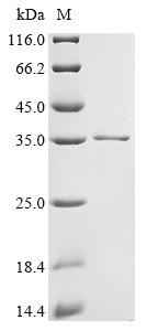 Protein GPR107 (GPR107), partial, human, recombinant