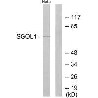 Anti-SGOL1