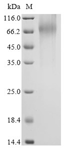 Nuclear receptor subfamily 4 group A member 1 (NR4A1), human, recombinant