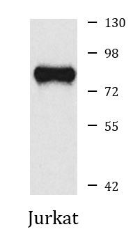 Anti-ARHGEF7