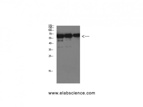 Anti-Luciferase, clone 2C2