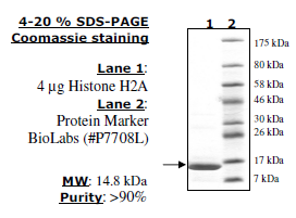 Histone H2a, full length, recombinant protein, N-terminal His-tag