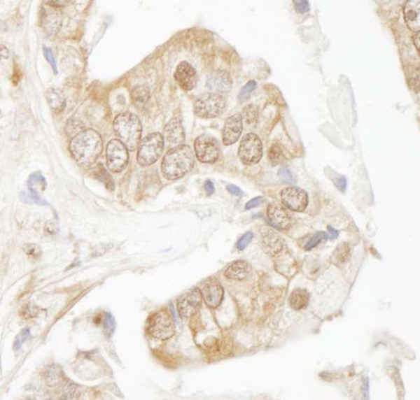 Anti-Rad9 (IHC)