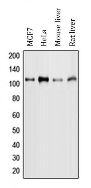Anti-phospho-MYBL2 / B MYB (Ser577)