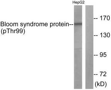 Anti-Phospho-BLM (Thr99)