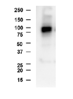 DAT - CHOK1 Recombinant Cell Line
