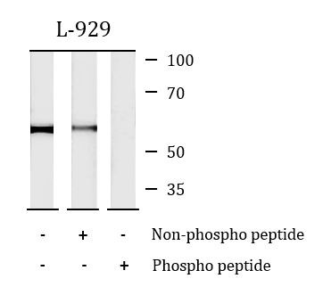 Anti-phospho-RIP3 (Ser232)