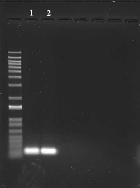 ReadiPrep(TM) PCR Purification Kit