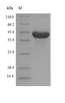 Alpha-ketoglutarate-dependent dioxygenase AlkB (alkB), Escherichia coli, recombinant