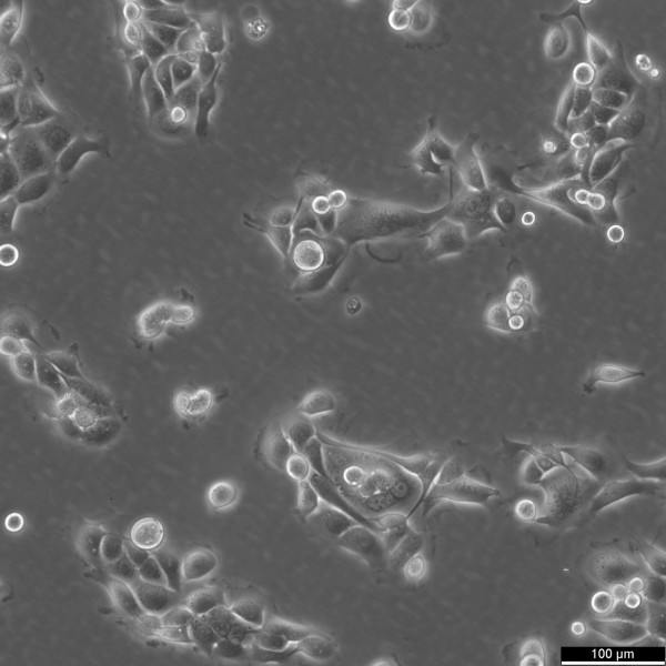 NCM460 Cells