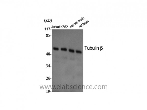 Anti-Tubulin beta