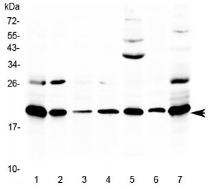 Anti-Ccl19 / Mip-3 beta