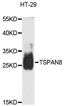 Anti-TSPAN8